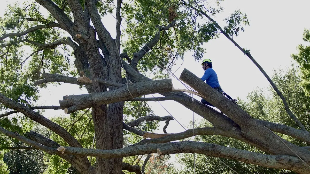 Professional Hazardous Tree Removal performed by certified arborists in Belvidere Center