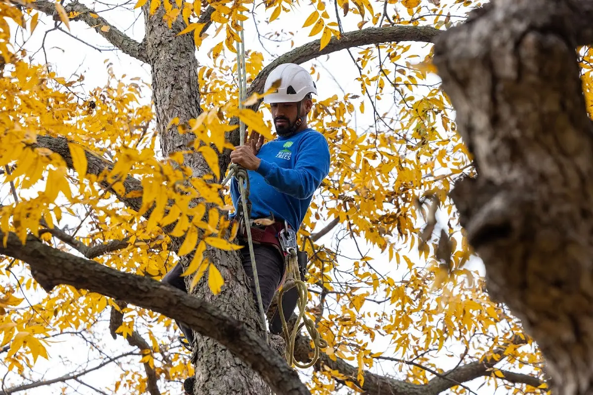 Skilled Tree Planting crew working in Belvidere Center